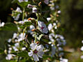 Althea officinalis IMG_4811 Prawoślaz lekarski